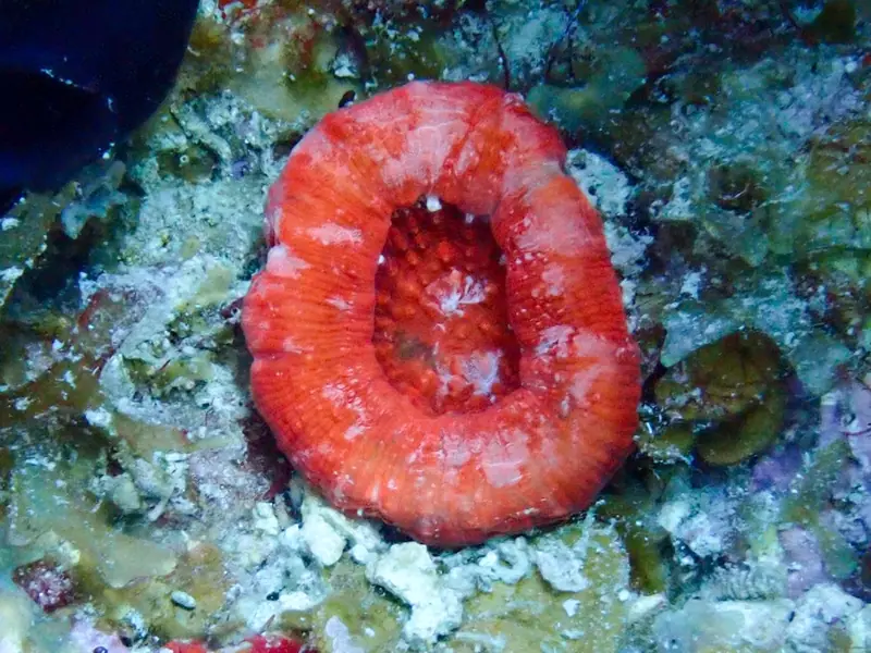 Artichoke coral (Scolymia cubensis)