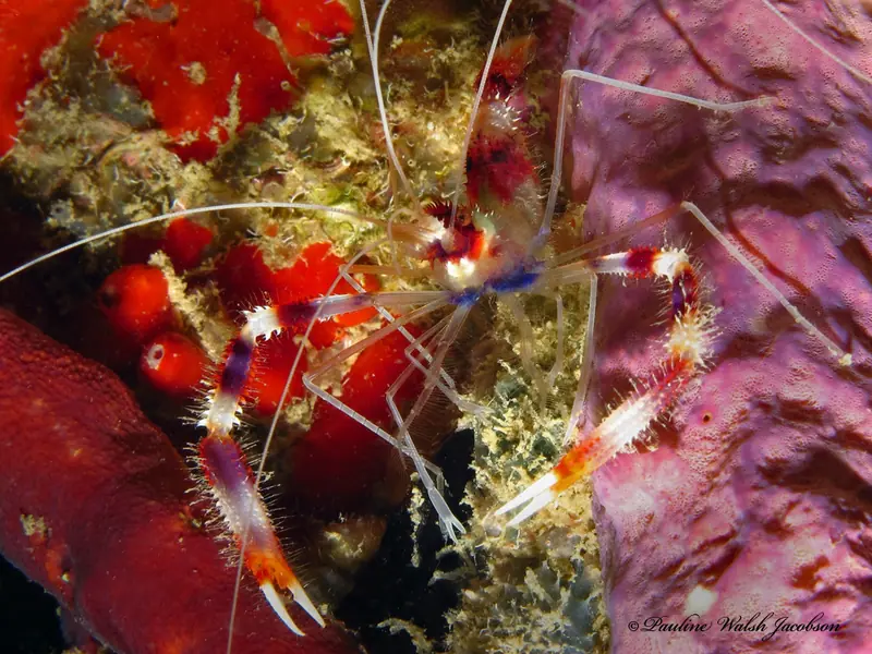 Banded coral shrimp (Stenopus hispidus)