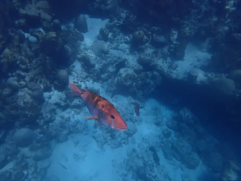 Dog snapper (Lutjanus jocu)
