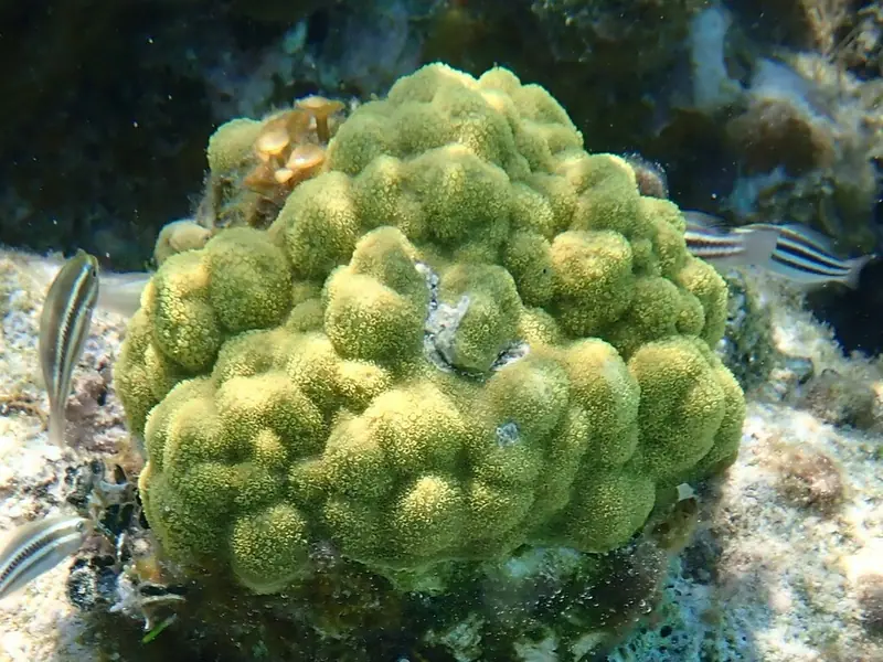 Mustard hill coral (Porites astreoides)