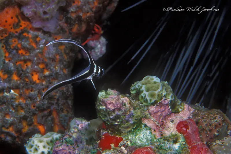 Spotted drum (Eques punctatus)