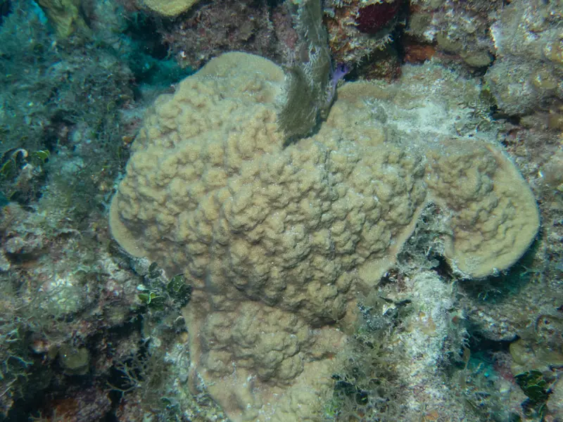 Mustard hill coral (Porites astreoides)