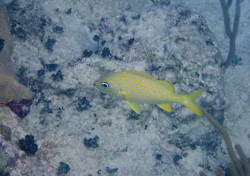 French grunt (Haemulon flavolineatum)
