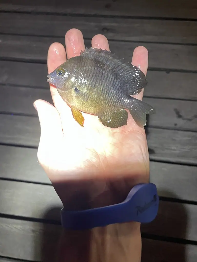 Threespot damselfish (Stegastes planifrons)