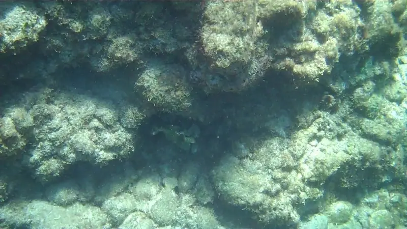 Spotted trunkfish (Lactophrys bicaudalis)