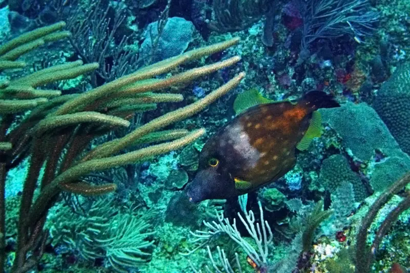 Whitespotted filefish (Cantherhines macrocerus)