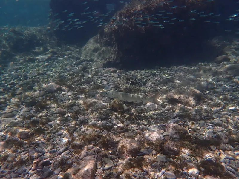Great barracuda (Sphyraena barracuda)