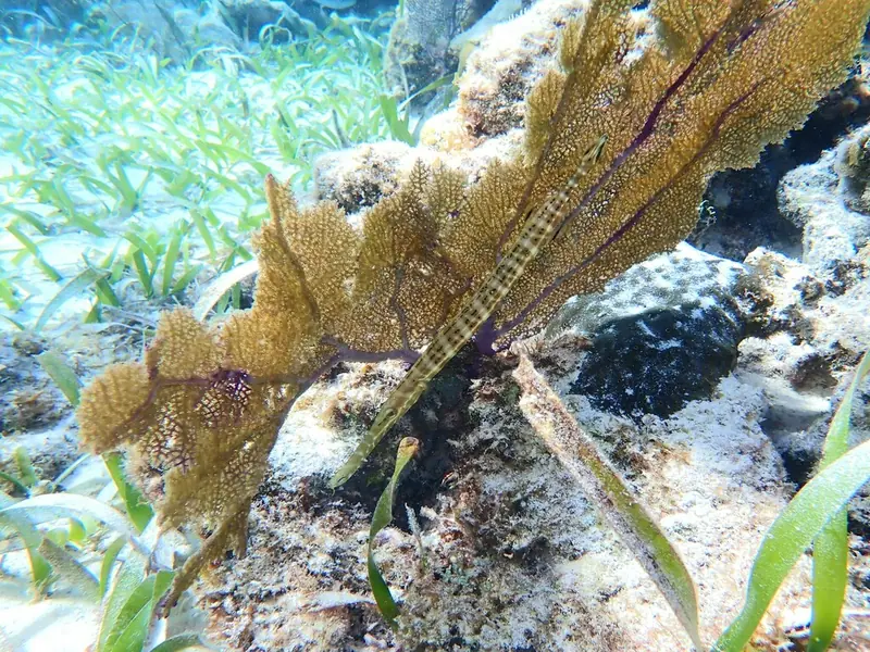 Western atlantic trumpetfish (Aulostomus maculatus)