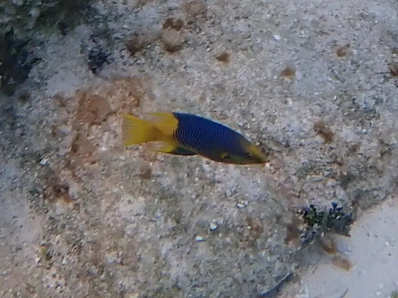 Spanish hogfish (Bodianus rufus)