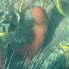 Scattered pore rope sponge (Amphimedon nodosa)