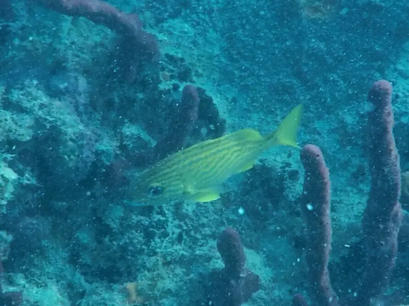French grunt (Haemulon flavolineatum)