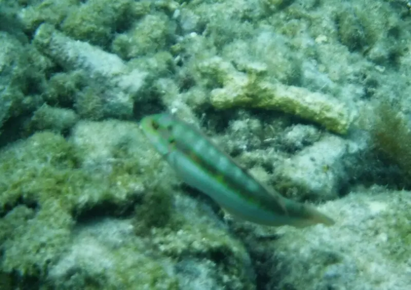 Slippery dick (Halichoeres bivittatus)