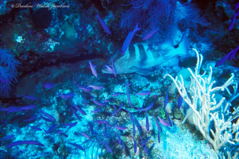 Creole wrasse (Bodianus parrae)