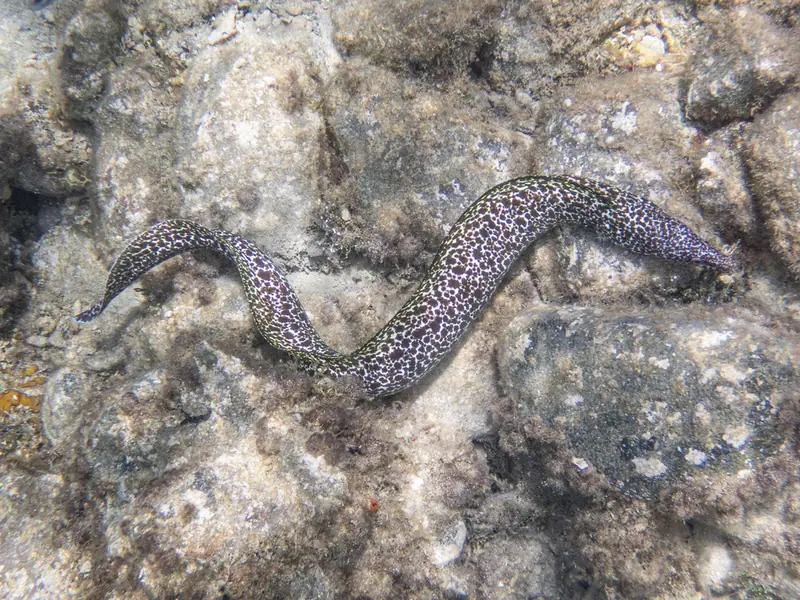 Spotted moray (Gymnothorax moringa)