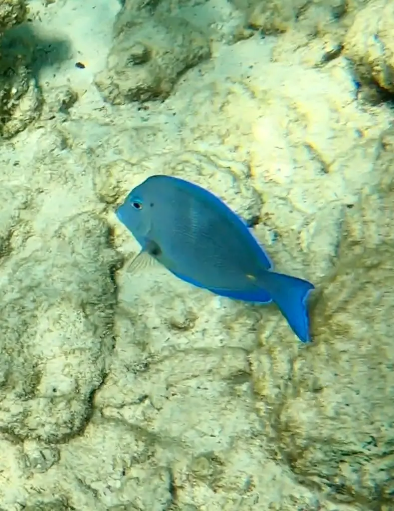 Atlantic blue tang (Acanthurus coeruleus)