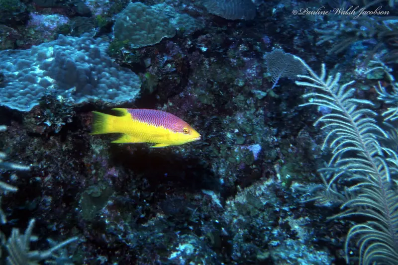 Spanish hogfish (Bodianus rufus)