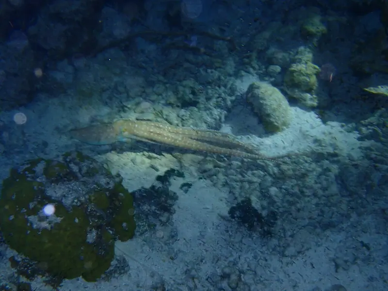 Atlantic white-spotted octopus (Pinnoctopus macropus)