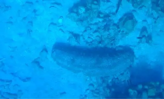 Furry sea cucumber (Astichopus multifidus)