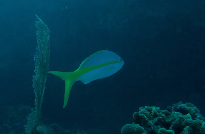 Yellowtail snapper (Ocyurus chrysurus)