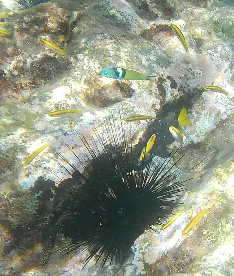 Caribbean bluehead wrasse (Thalassoma bifasciatum)