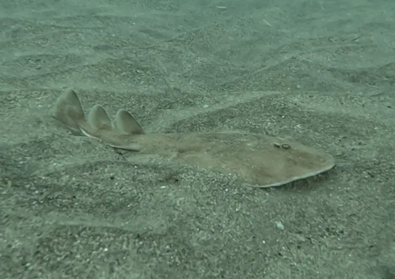 Caribbean electric ray (Narcine bancroftii)