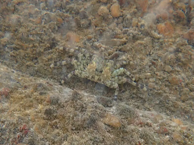Tidal spray crab (Plagusia depressa)