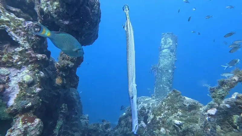 Western atlantic trumpetfish (Aulostomus maculatus)