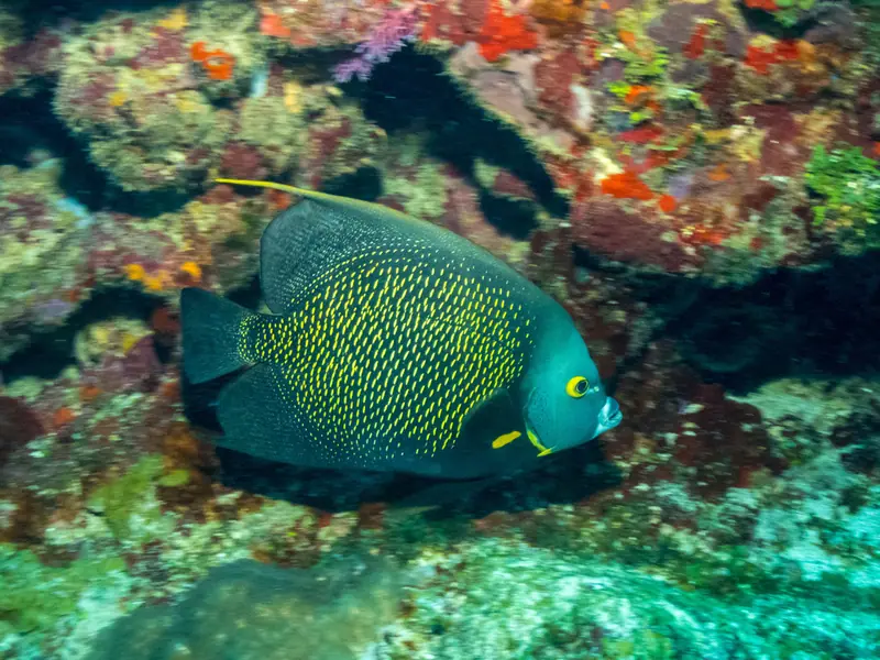 French angelfish (Pomacanthus paru)
