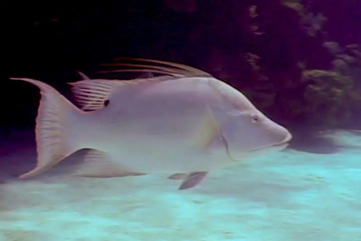 Hogfish (Lachnolaimus maximus)