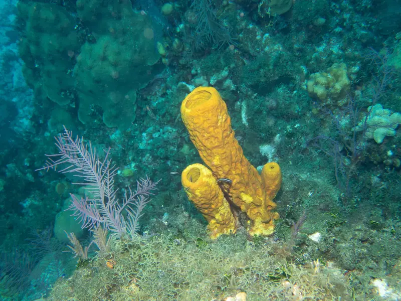 Yellow tube sponge (Aplysina fistularis)