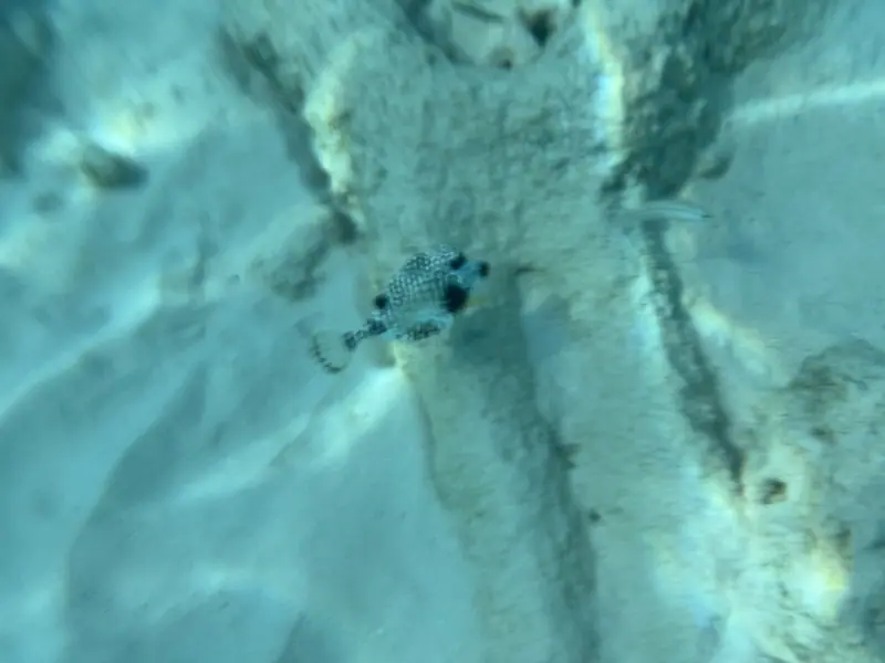Smooth trunkfish (Lactophrys triqueter)