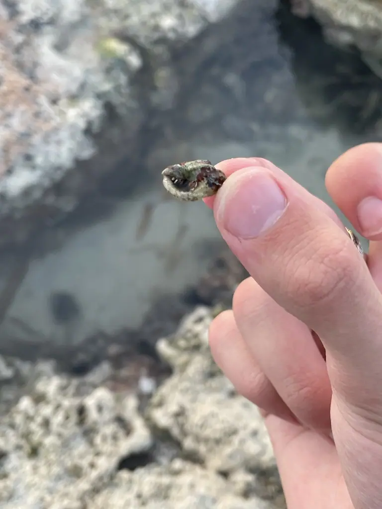 Blue-legged hermit crab (Clibanarius tricolor)