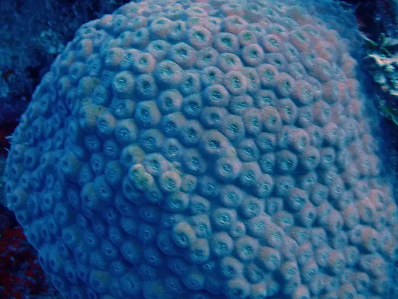 Greater star coral (Montastraea cavernosa)