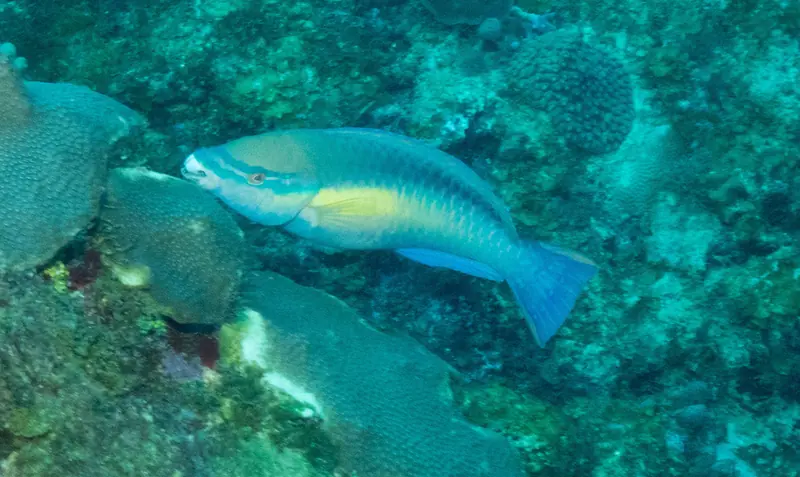 Princess parrotfish (Scarus taeniopterus)