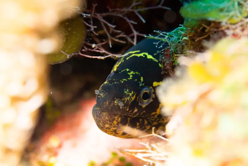 Chain moray (Echidna catenata)