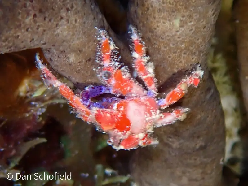 Cryptic teardrop crab (Pelia mutica)