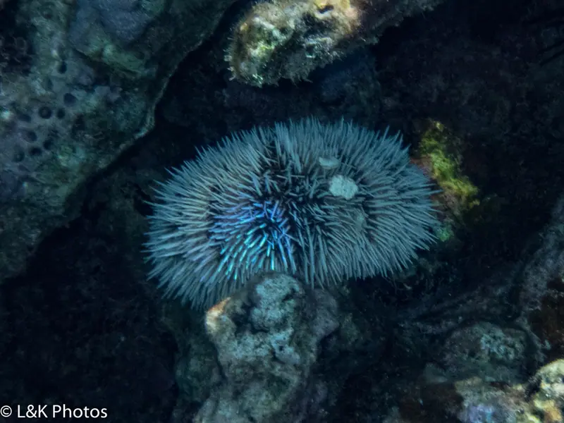 West indian sea egg (Tripneustes ventricosus)