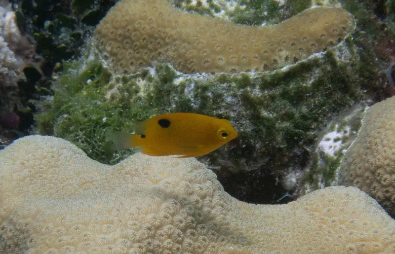 Threespot damselfish (Stegastes planifrons)