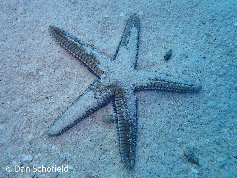 Two-spined sea star (Astropecten duplicatus)