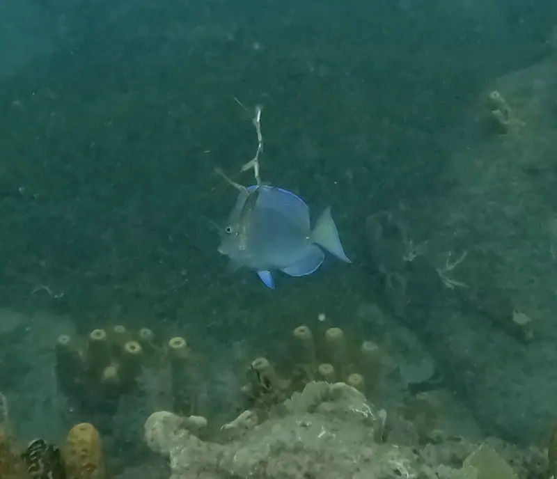Atlantic blue tang (Acanthurus coeruleus)