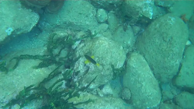 Yellowbelly hamlet (Hypoplectrus aberrans)