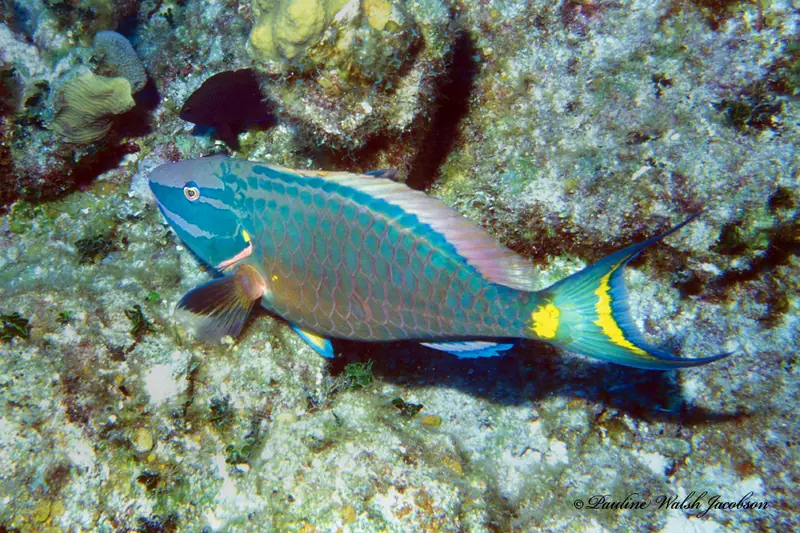 Stoplight parrotfish (Sparisoma viride)