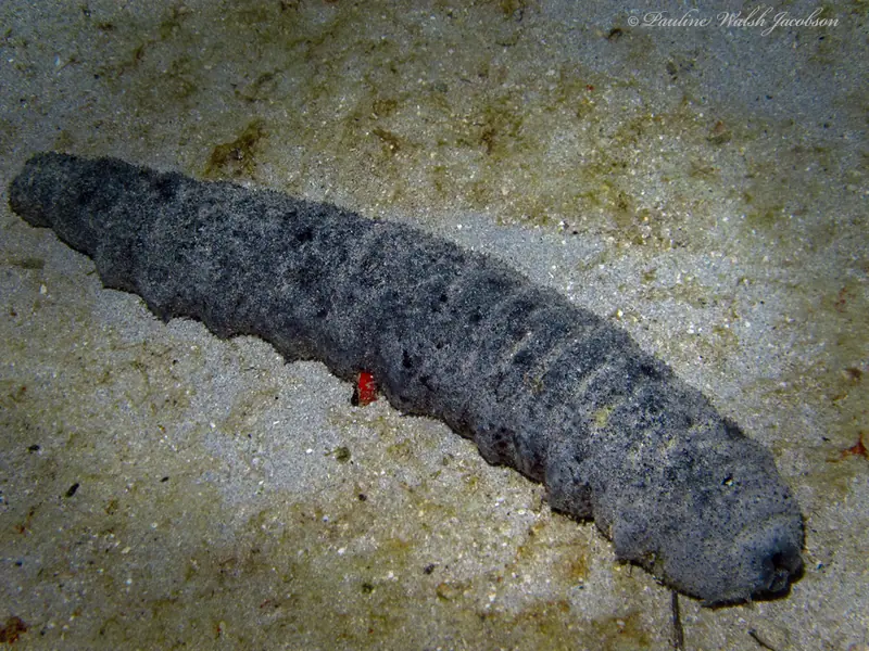 Donkey dung sea cucumber (Holothuria mexicana)