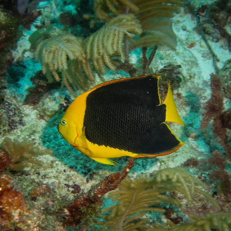 Rock beauty (Holacanthus tricolor)