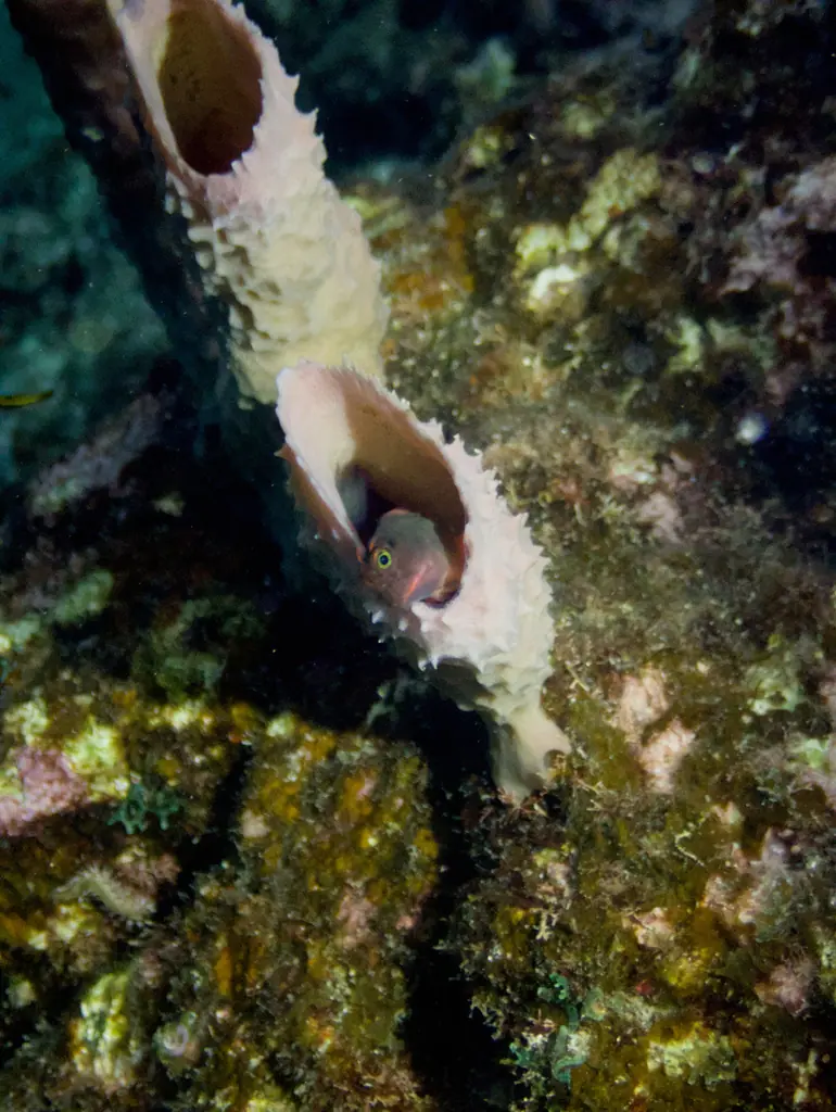 Caribbean redlip blenny (Ophioblennius macclurei)