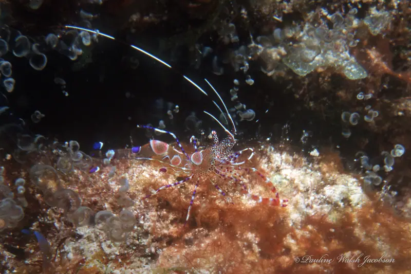 Spotted cleaner shrimp (Periclimenes yucatanicus)