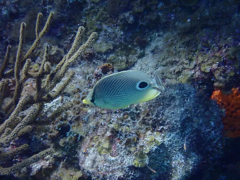 Four-eyed butterflyfish (Chaetodon capistratus)
