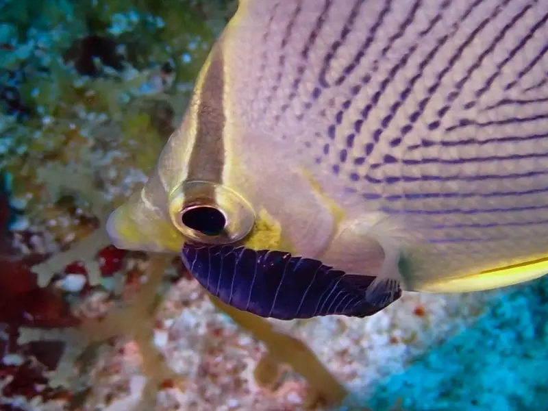 Anilocra chaetodontis (Anilocra chaetodontis)