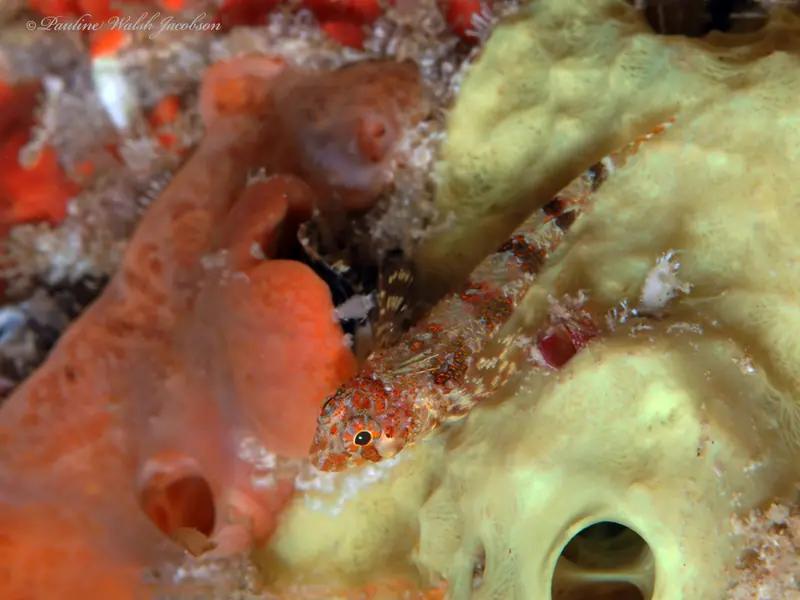 Lofty triplefin (Enneanectes altivelis)