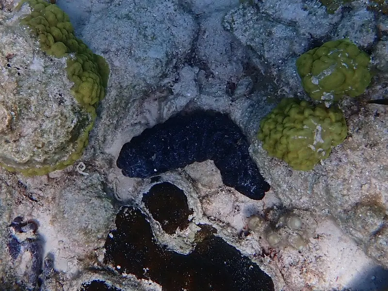 Donkey dung sea cucumber (Holothuria mexicana)